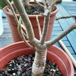 Euphorbia balsamifera Bark