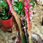 Euphorbia trigona Yaprak