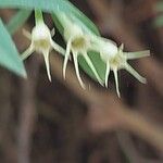 Jasminum beesianum Frucht