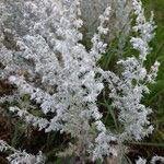 Artemisia maritima Leaf