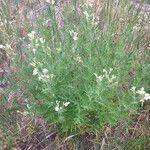 Polemonium foliosissimum Habitat