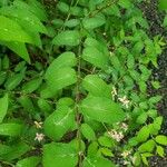 Lonicera tatarica Folha