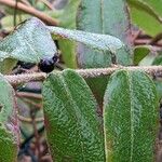 Lonicera acuminata 叶