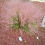 Muhlenbergia capillaris Alkat (teljes növény)