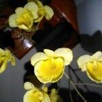 Dendrobium lindleyi Kukka