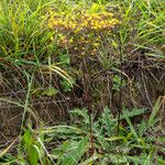 Euphorbia stricta Blomma