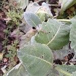 Salvia argentea पत्ता