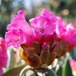 Rhododendron lanigerum Blüte