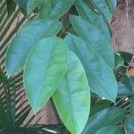 Chrysophyllum cainito Hoja