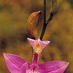 Calopogon tuberosus Blomma