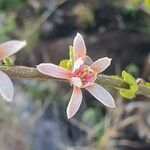 Grewia kakothamnos Flower