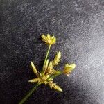 Cyperus laxus Çiçek