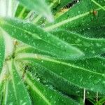 Echium boissieri Leaf