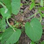 Ipomoea pandurata Hoja