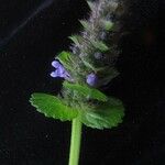 Nepeta laevigata Habitus