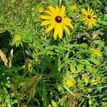 Rudbeckia fulgidaЦветок