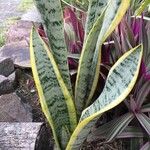 Dracaena trifasciata其他