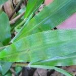 Axonopus compressus Leaf