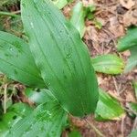 Maianthemum racemosum পাতা