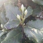 Garrya elliptica Leaf