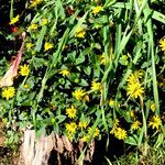 Sanvitalia procumbens Mosusu