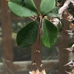 Euphorbia delphinensis Leaf