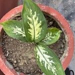 Dieffenbachia seguineЛист