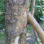 Acca sellowiana Bark