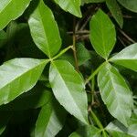 Paullinia cururu Leaf