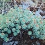 Rhodiola rosea Habitus