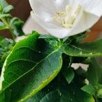 Campanula carpatica 花