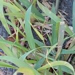 Eragrostis minor Jani