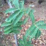 Albizia brevifolia 叶