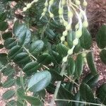 Sophora tomentosa Fruit