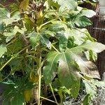 Fatsia japonicaFuelha