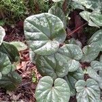 Cyclamen coum Лист