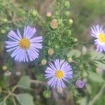 Symphyotrichum ericoidesᱵᱟᱦᱟ