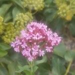 Valeriana lecoqiiFlower