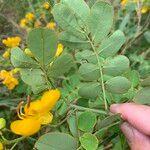 Senna pendula Feuille