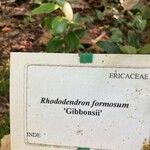 Rhododendron formosanum Sonstige