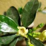 Diospyros texana Цветок