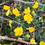 Crocus chrysanthusFlower