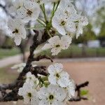 Pyrus calleryanaLorea