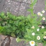 Erigeron strigosusЦветок