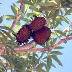 Sterculia murex Fruit