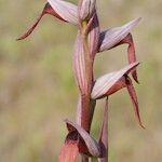 Serapias strictiflora Flower