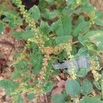 Amaranthus viridis List