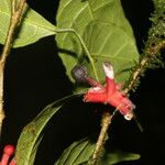 Sorocea trophoides Fruit