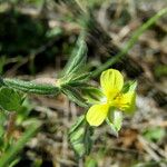 Helianthemum salicifolium പുഷ്പം