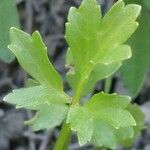 Ranunculus trilobus Leaf